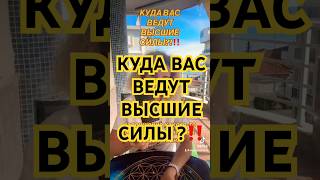 КУДА ‼️🌈 ВАС ВЕДУТ ВЫСШИЕ СИЛЫ?‼️ #tarot #shorts #таро #таролог #loveyourself #spirituality #growth