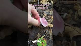 Giftpilze im Wald! Der Rosa Rettichhelmling! Muskarinhaltiger Giftpilz - Pilzwissen Oktober 2024