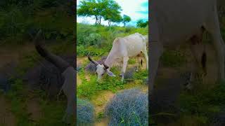 My beautiful cow...❤️😊#desert #cows #thar