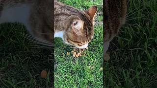 😍feeding homeless cats Antalya #antalya #konyaalti