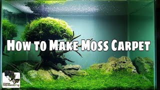 HOW TO Make Moss Carpet |Membuat Aquascape|水草造景