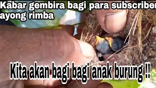 Entah apa yg di pikiran burung satu ini bersarang di tempat yg sangat berbahaya