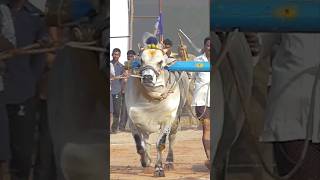 ONGOLE BREED BULLS|| ONGOLE BULLS|| ONGOLU GITTHALU|| INDIAN BULL|| PRIDE OF INDAI||  BULLS||