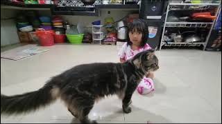 kucing maincoon CFA