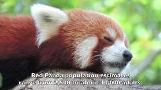 Have you heard of Red Pandas?