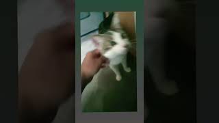 Cute cat moments