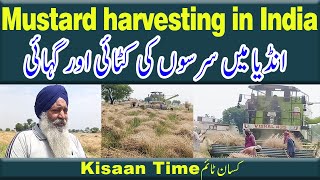 Mustard harvesting in India on kisan time sarson ki katai sarson ki fasal سرسوں کی کٹائی اور گہائی