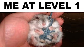 Hamster Memes