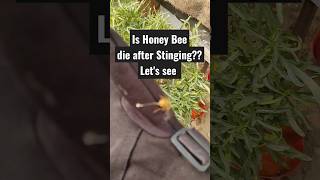 Is the Honey Bee Die after Sting? Let's see #shorts #beesting