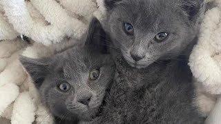 Wobbly-Footed Kittens Try to Win Woman's Heart