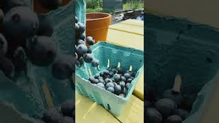 Blueberry 🫐 Let get berry crazy #gardening #organic #organicgardening #nature #shorts