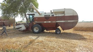 leverda Fiatagri 3650 & leverda Fiatagri 3790 wheat harvesting