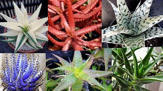 Beautiful Aloevera varieties || Different types of Aloevera | Gardening with nazish