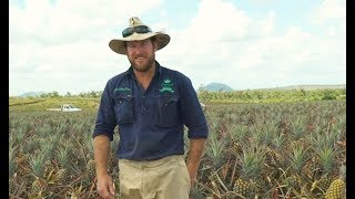 The Life Cycle of a Pineapple - From Paddock to Plate