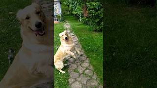 #dog #shorts #like #subscribe #funny #happy #yt #live #video #golden