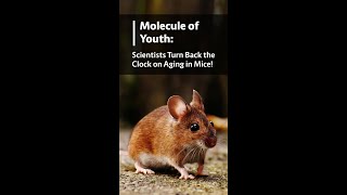 Molecule of Youth: Scientists Turn Back the Clock on Aging in Mice!