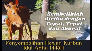 Penyembelihan Hewan Kurban Idul Adha 1443H  BDK Pontianak