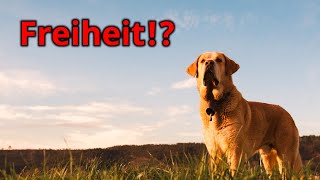 Wie viel Freiheit braucht Dein Hund wirklich? Was passiert, wenn er zu wenig Grenzen bekommt?