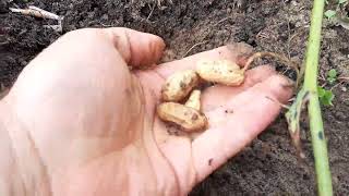 I Harvested Peanuts From The Supermarket