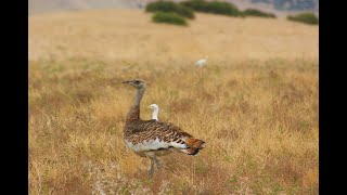 Great Bustard الحبارى الملتحية