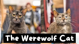 13 Things You Should Know Before Getting a Lykoi Cat (The Werewolf Cat) | The Cat Butler