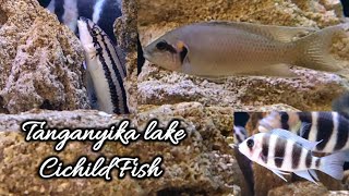 Lake Tanganyika African cichlid fish into one aquarium