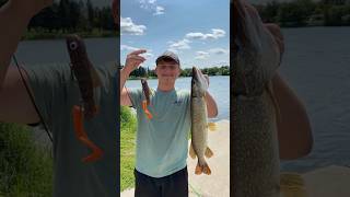 Big baits catch big fish (part 2)!!! #pike #fishing