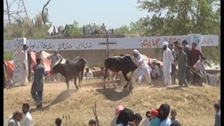 Mela Tombi Dandi, Sarai alamgir, pakistan (2nd Session)