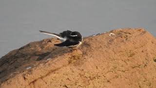 White Browed Wagtail