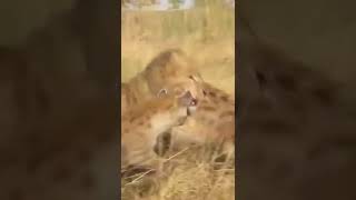 Big Lion but Bullied by the Hyenas #wildanimals #animals #shorts #lion #hyena