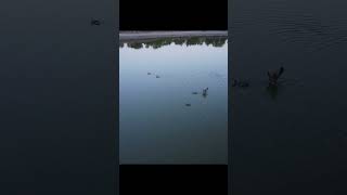 Canadian Geese | DJI Mini 2 SE |  #djimini2se #dji