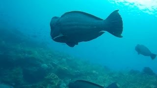 Uss Liberty Wreck Tulamben Bail (Bumphead gathering) - Freediving - Part 3