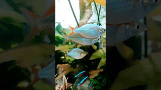 Neon Rainbowfish with Neon Cardinal Tetra