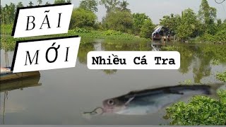 Phát Hiện Điểm Câu Mới Nhiều Cá Tra . Bãi Đẹp Lý Tưởng/Câu Cá Sông Sài Gòn  @minhcanhfishing