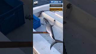 See how we caught the king of the sea fish😱🎣#fishvideo #fishing #foryou #fish #bigfish #kingfisher