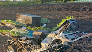 Cabbage Planting | Nagano  Vlog