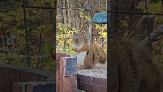 Cute Red Squirrel #squirreladventures #cute #cattv #redsquirrel #squirrel