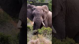 Shocking elephant facts you never knew