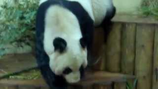 Cute Panda Climb Up & Down