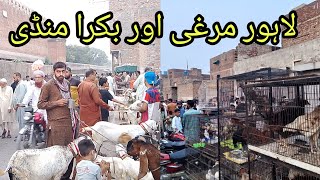 Lahore Bakra Murghi Mandi Update Lahore Pakistan