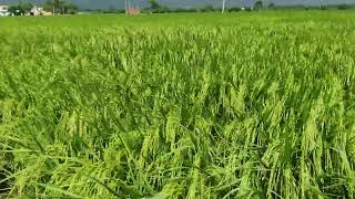 Basmati Goldstar HT PB-1985 field. Goldstar HT maturing in 115 days. #farming #rice #basmatiindia