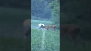 white doe attacks brown buck