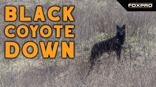 Black Coyote Dirt Nap