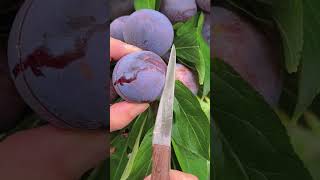 Satisfying fresh purple plum cutting