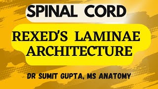 SPINAL CORD : REXED LAMINAR ARCHITECTURE