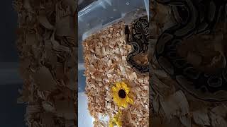 Ball Python Live Feeding Rat Strike