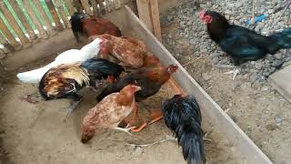 Kesalahan kecil yang membuat masalah di kandang#ayamkampung #ayam#