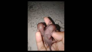 Found baby squirrels whose mother was dead.I adopt them both. This channel belongs to them #squirrel