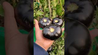 Black Exotic Tomato #shortsvideo #shorts #shortvideo #short #shortsyoutube #tomato