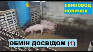 Обмін досвідом.Что будет с потолком в свинарнике,если подшить ОСБ?Опыт подписчика Павла.Свиноводство